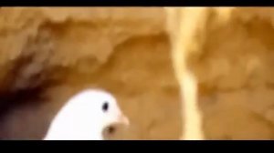 Исроил Файзиддинов "Кабутар"