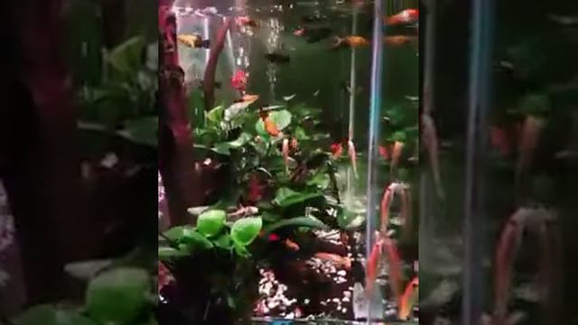 Fresh water #fish смотреть онлайн