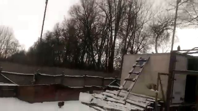 // ГОЛУБИ // СЕРПАСТЫЕ МИХАИЛА // Т+7 951 530-83-11. СТ. ЕГОРЛЫКСКАЯ. РОСТОВСКАЯ ОБЛ. смотреть онлайн