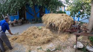 Уборка овса. Вывоз и обмолачивание цепом. Cleaning of oats. Removal and threshing with a flail.