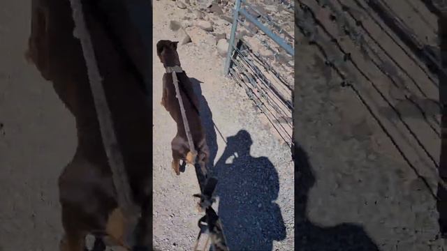 Doberman workout in Las Vegas mountains смотреть онлайн