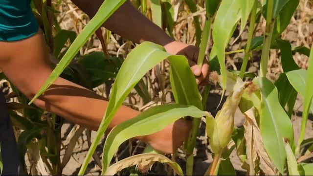 Usaid - Заготовка силоса в домашних условиях смотреть онлайн