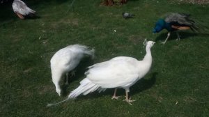 В царстве белых павлинов./ In the kingdom of white peacocks.