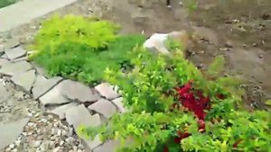 Каменистый сад Светланы Карташовой, выпускницы школы Сад по-новому