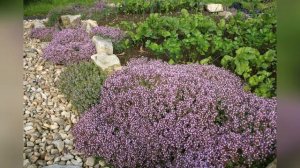 Почвопокровные растения для дорожек в саду