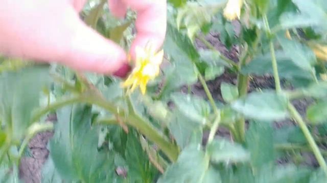 Солнечная вспышка. Томат. смотреть онлайн