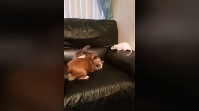 Кот, собака и крыса играют вместе ? смотреть онлайн