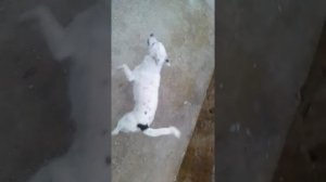 команда собак брысь !!!