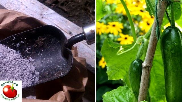 Подкормка огурцов народными средствам смотреть онлайн