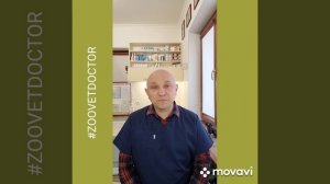 Один из симптомов гидроцефалии мозга у карликових пород собак капля в носу подсказка для Вас