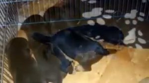 Гимн ягдтерьеру