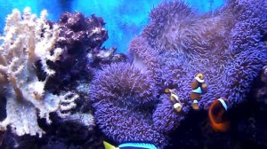 Перкулы в ковровой актинии.mp4