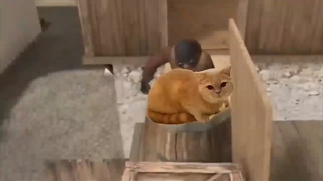 Мистер фрог .готовит плов .приколы в стэндоф 2 смотреть онлайн