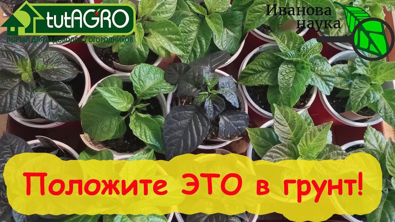 Добавьте ЕЁ в грунт и рассада будет защищена! Без прераратов! У каждого на кухне есть это средство.
