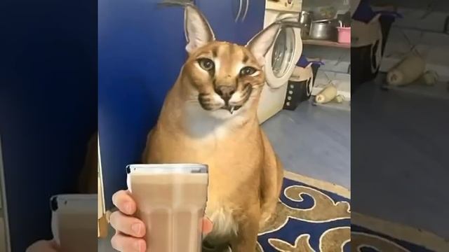 Шлёпа пукнул подливой ? смотреть онлайн