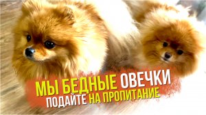 Шпиц Николь из Севастополя. Голодные померанские шпицы. Мясо собаке каждый день