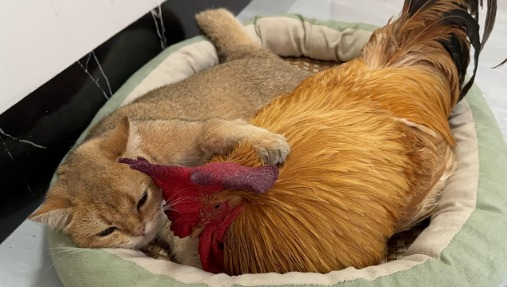 The kitten hugged the rooster to sleep, afraid that he would run away!