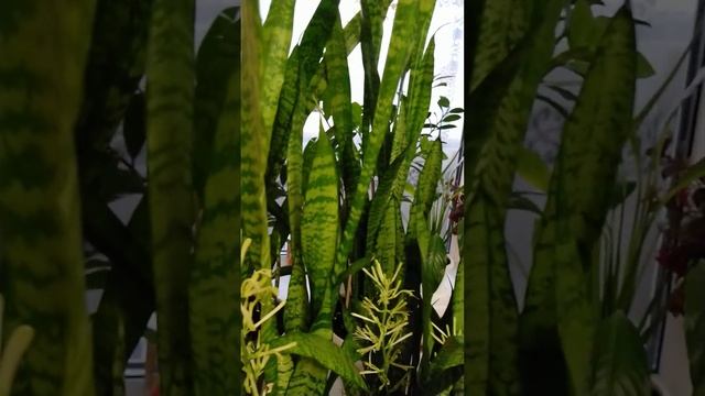 Как цветёт сансевиерия, уход за цветами в зимний период смотреть онлайн