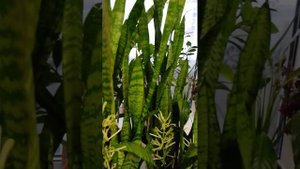 Как цветёт сансевиерия, уход за цветами в зимний период