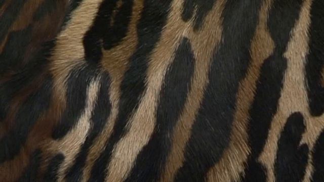 Такие шкуры украсят Ваш интерьер смотреть онлайн