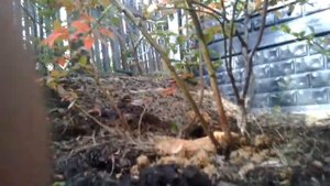 выкапываем голубику для пересадки