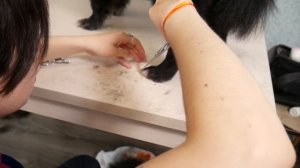 Стрижка шпица в домашних условиях
