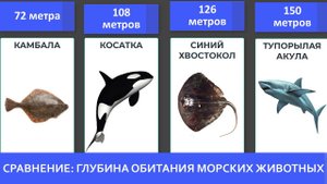 Сравнение: Максимальная глубина погружения некоторых существ океана. От мелководных к глубоководным
