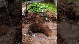 Как пересадить древовидную гортензию?