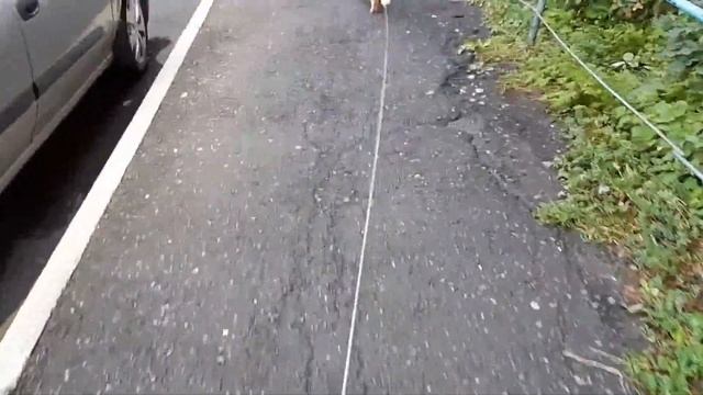 Как приучить кота гулять