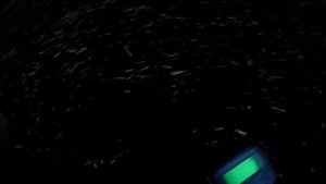 тест ака сигнум на золотой дукат