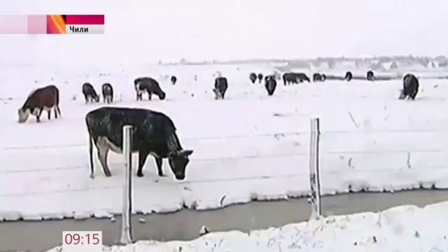 Неприятный сюрприз от природы жителям Чили
