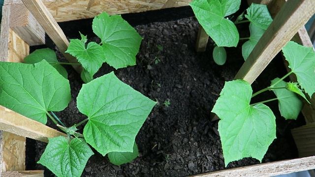 Огород на балконе. Огурцы Криспина. смотреть онлайн