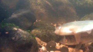 Нерест. Подводная съёмка!