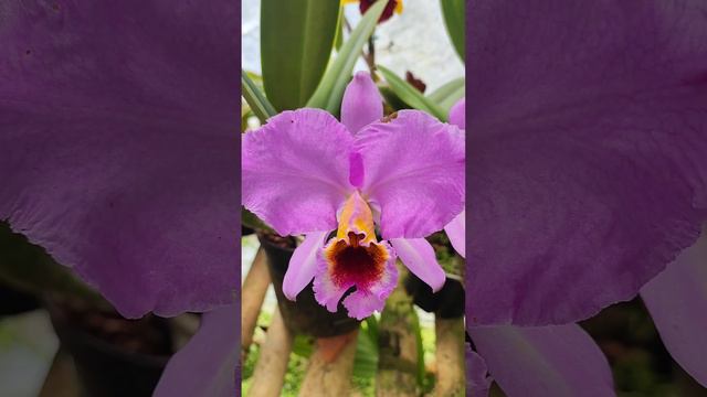 Cattleya percivaliana [Rchb.f] O'Brien 1883 SUBGENUS Cattleya SECTION Cattleya Lindley смотреть онлайн