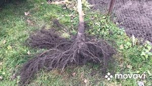 Технология Киктенко как правильно выкопать и посадить дерево которому больше трех лет.Мой сад мечти