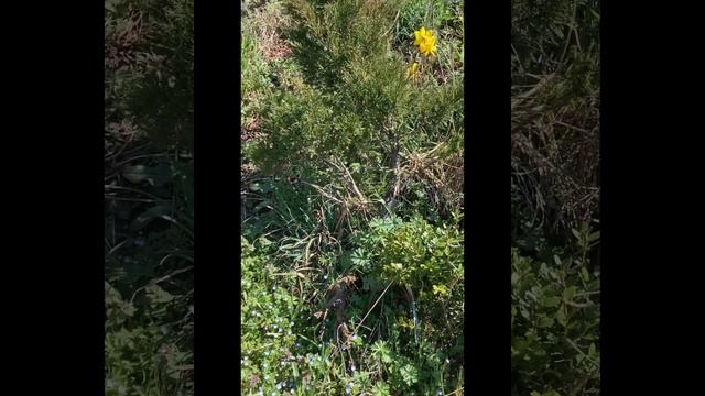 Right side of Disaster Bank. First flowers of spring; my fabulous Clematis on a Crape Myrtle plan смотреть онлайн