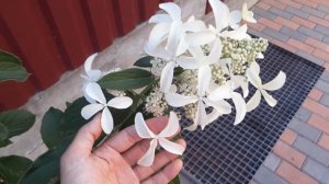 Гортензия метельчатая Грейт Стар на штамбе.Шикарный сорт!