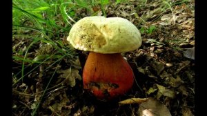 Сатанинский гриб.