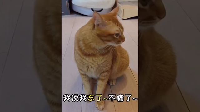 Кошки в Китае очень любят петь ?