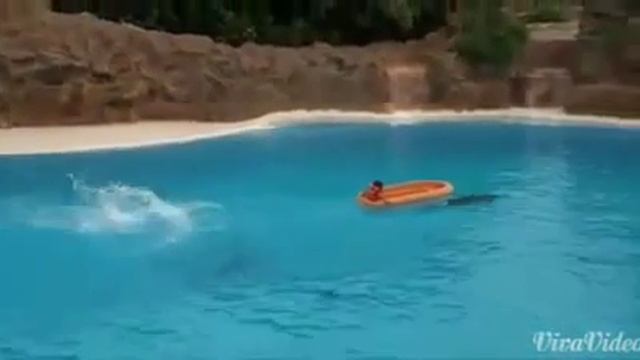 Как приучить дельфинов вот что будет смотреть онлайн