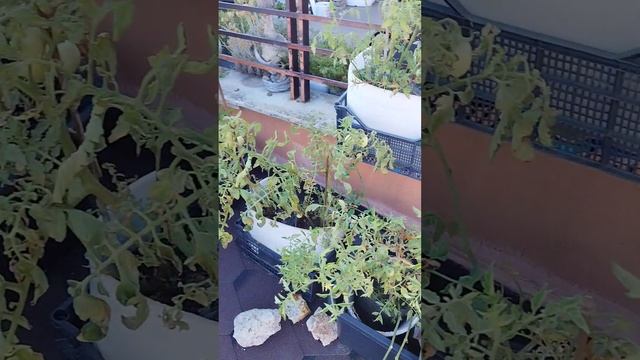 "Сад на крыше". Даже после ливня, необходимо проверять, что поливать, а что - нет! смотреть онлайн