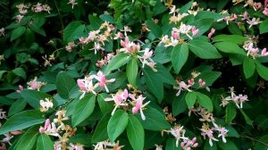 Как цветет жимолость Татарская