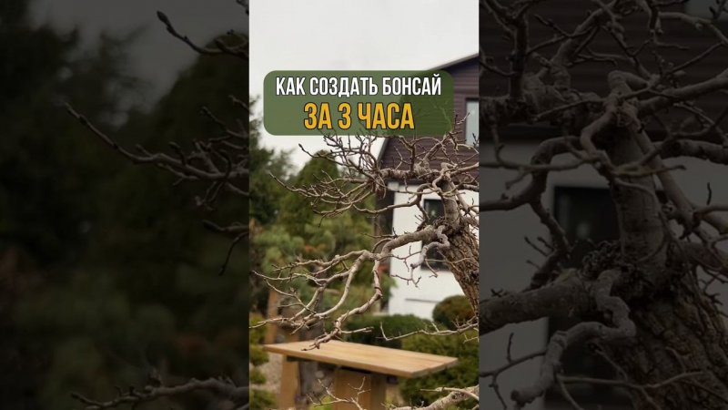 #бонсай за 3 часа