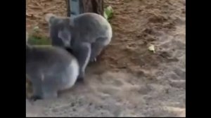 Koala joeys at the Lone Pine Koala Sanctuary in Brisbane, Australia [funny animals playing videos]