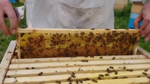 бакфаст в сибири однокорпусное содержание гнезда