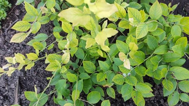 Результаты черенкования 2021 и 2022 годов смотреть онлайн