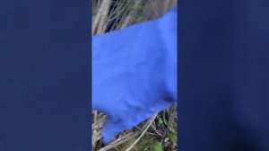 Обрезка старого куста лаванды. Результат через месяц после обрезки.