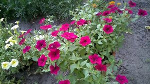 ДИАММОФОСКА для пышного цветения/ОБЗОР ЦВЕТНИКАDIAMOFOSCA for lush bloom / FLOWER OVERVIEW