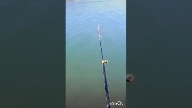 РЫБАЛКА река ИЛИ. ЗВУЧАНИЕ трещетки на НЕВСКОЙ катушке. #fishing #активныйобразжизни