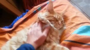 Мэйн Кун Зевс. Не будите спящего кота -))))